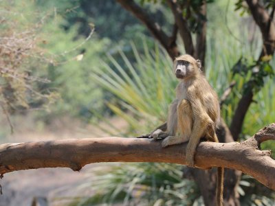 Young Baboon watching me.jpg