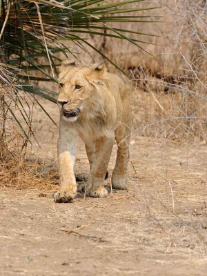 Young Male Lion2.jpg
