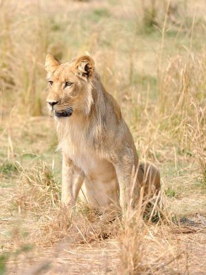 Young Male Lion3.jpg