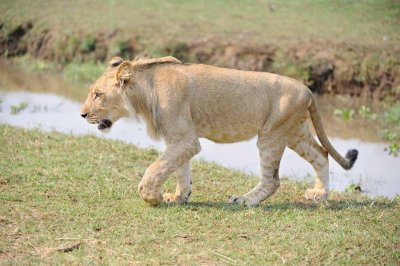 Young Male Lion5.jpg