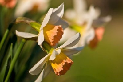 Daffodil2.jpg
