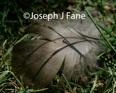 feathers_n_stuff