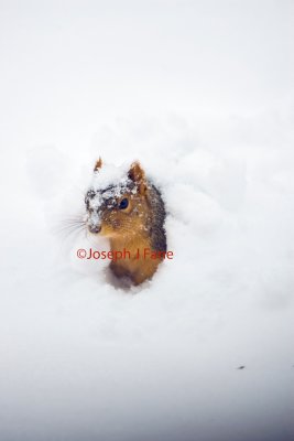 wildlife