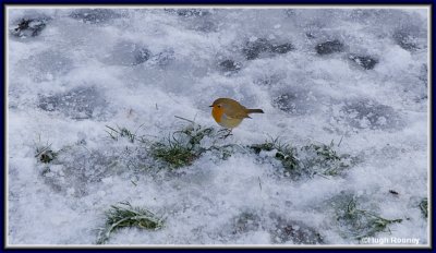  Ireland - Co.Roscommon - Lough Key Forest Park - Robin in the snow