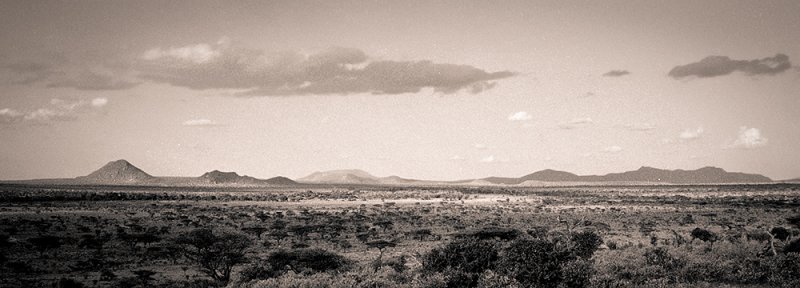 Savannah landscape in duotone