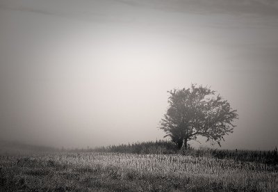 Duotone Tree in Fog