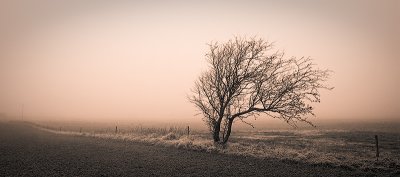 Tree in the Winter Mist - duotone