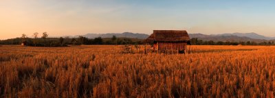 Field of Dreams in Laos