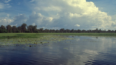 Yellow Waters Billabong