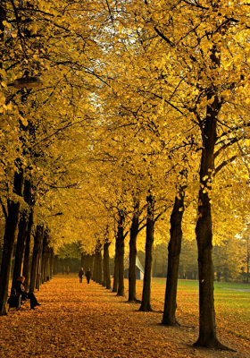 Søndermarken in Autumn Colours