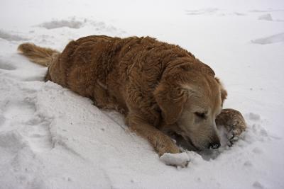 g3/34/123234/3/54303703.Mishaplayinginsnow.jpg