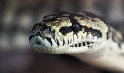 Python closeup