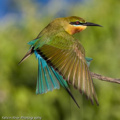 Blue-Tailed Bee Eater