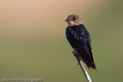 Barn Swallow (Juv)