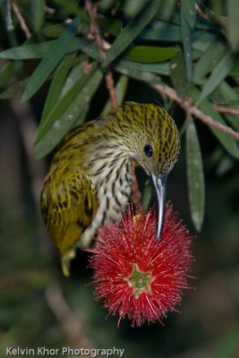 Streaked Spiderhunter