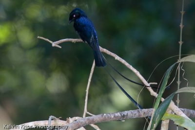 Racket Tailed Drongo