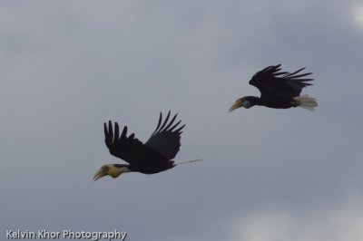 Hornbills