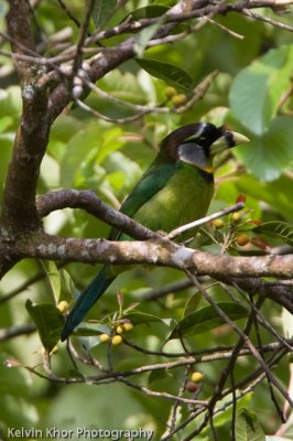 Fire Tufted Barbet