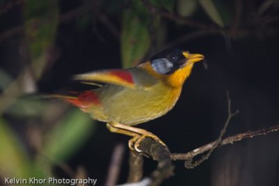 Silver Eared Mesia