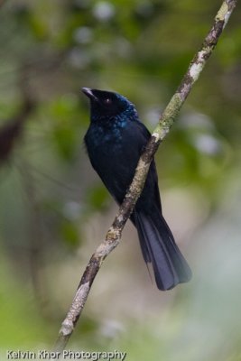 Lesser Racket Tailed Drongo