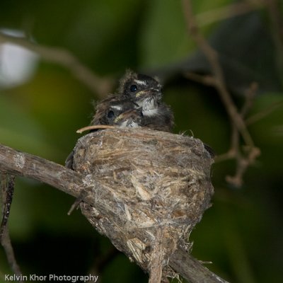 Pied Fantail (chicks)