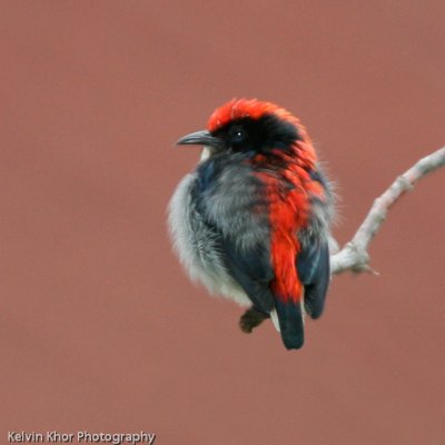 Scarlet-Backed Flowerpecker (male)