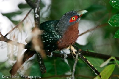 Chestnut-Breasted Malkoha