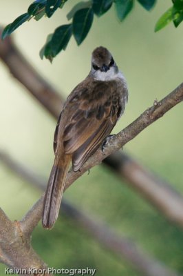 Yellow Vented Bulbul