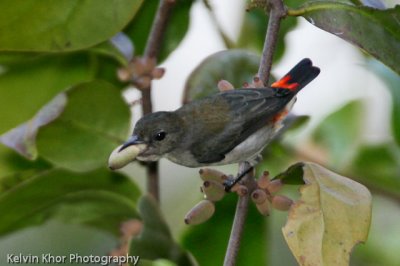 Scarlet-Backed Flowerpecker (female)
