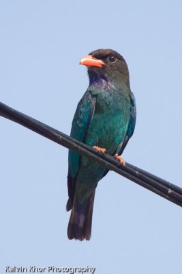 Dollar Bird