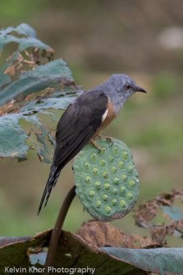 Plantive Cuckoo