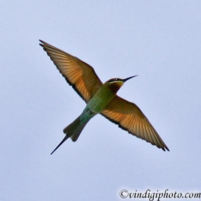 Blue-Tailed Bee-Eater