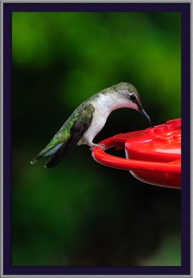 Hummingbird 2