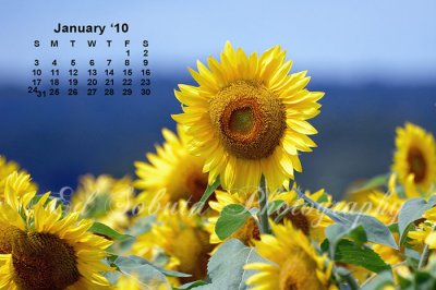 2010 Sunflower Calendar
