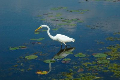 Egret 2