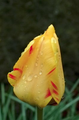 Tulips 6