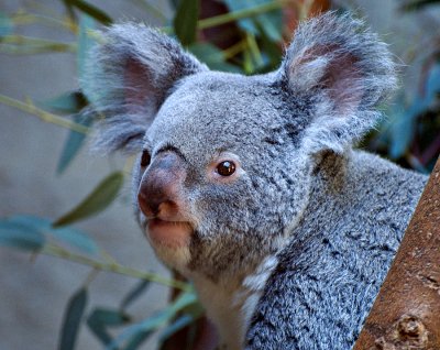 koala.jpg
