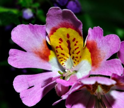 pbDSC_1660.jpg