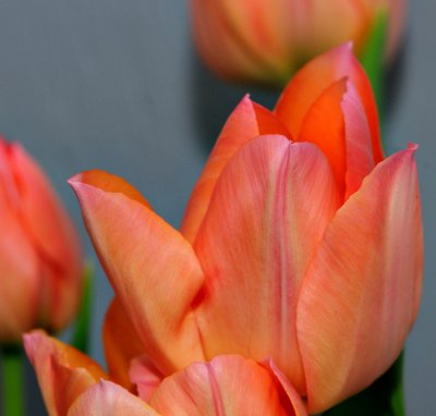 pbDSC_1676.jpg