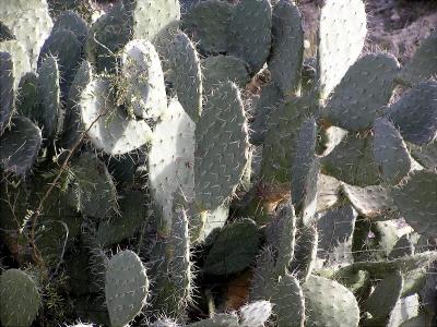 Lots of Cactus