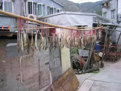 fish drying