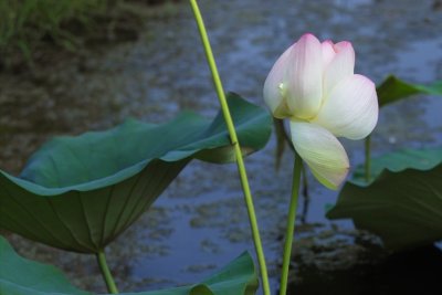 IMG05428.jpg lotus, Sept 10, 2006