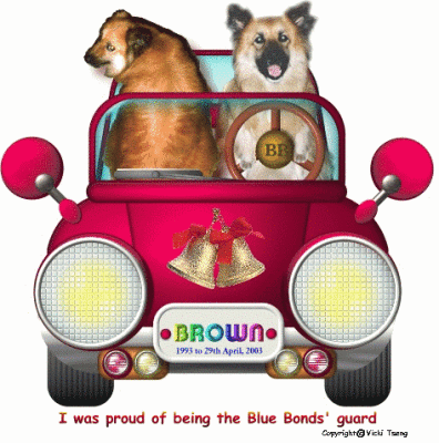 My Favourite dog Brown drove his car