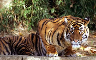 tiger-National Zoo