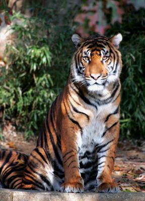 tiger- National zoo