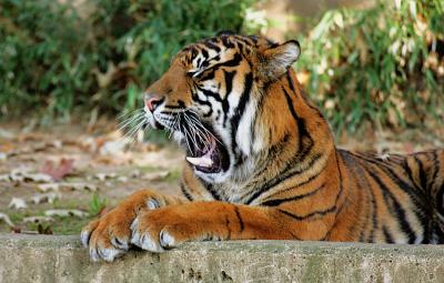 tiger- National zoo