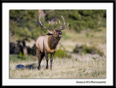 Elk Pictures...
