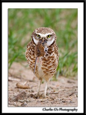 Burrowing Owl...