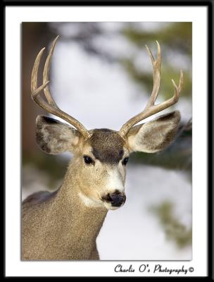 Portrait of a Buck