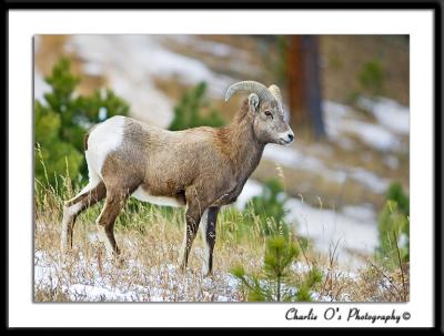 Rocky Mountain Big Horn Sheep...